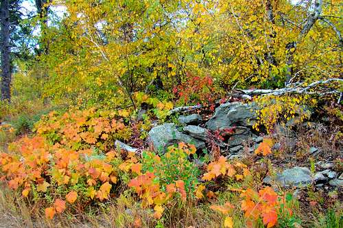 Trailside Color on Mt. Theodore Roosevelt