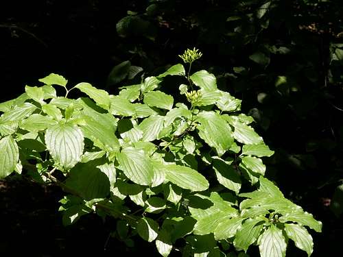 Krzyżowe forests 18 – Common dogwood…