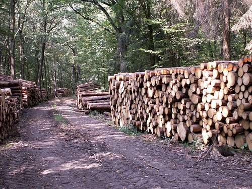 Krzyżowe forests 30 – Massive felling…