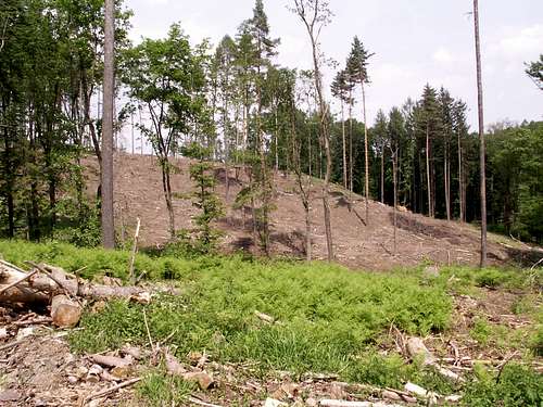 Krzyżowe forests 35 – Unacceptable practice…