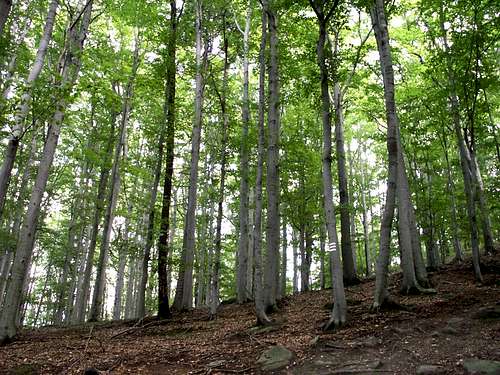 Strzelin forests 24 – Beech forest…