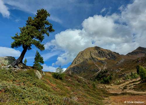 Lonely stone pine (Pinus Cembra) on the route to Croda Rossa