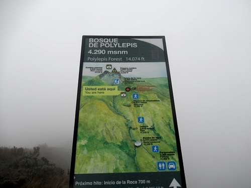 Bosque de Polylepis Biodiversity at ~14,000 feet (4)
