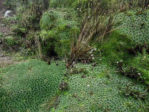 Bosque de Polylepis Biodiversity at ~14,000 feet (6)