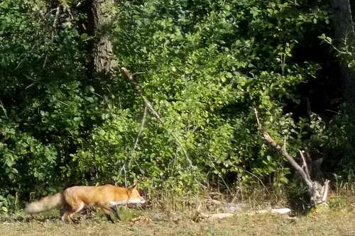 A Prowling Red Fox