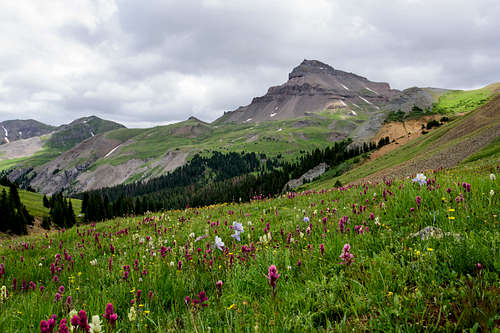 Uncompahgre Peak and Flowers