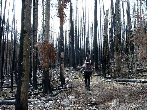 Hiking up thru burnt War Creek