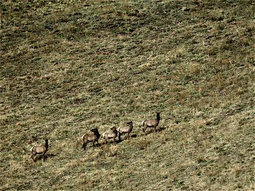 Zoomed view of a herd