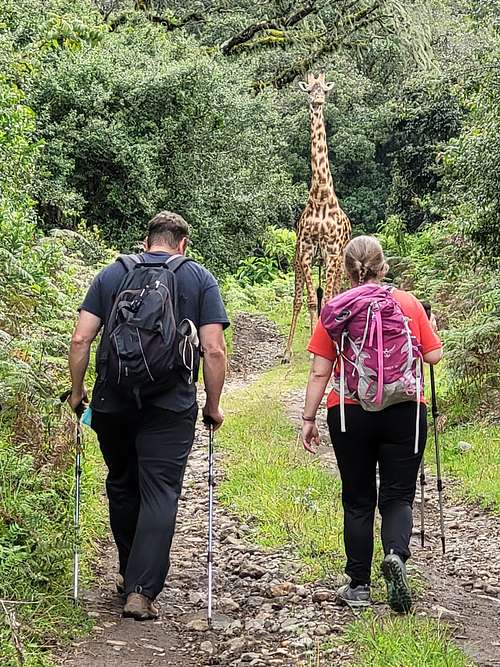 A giraffe right in the middle of the trail to Mt. Meru.