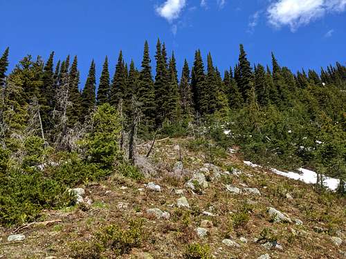 Upper forest slopes of Moustache Mtn S Ridge