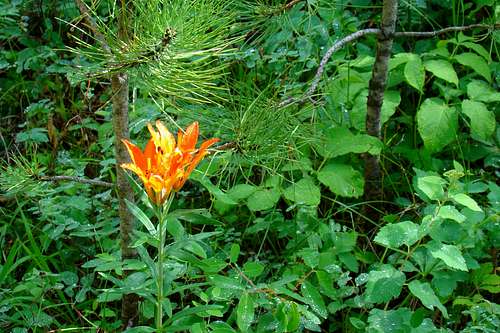 Trailside Lilly