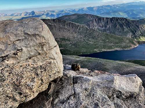Marmot at the summit of Mount Evans