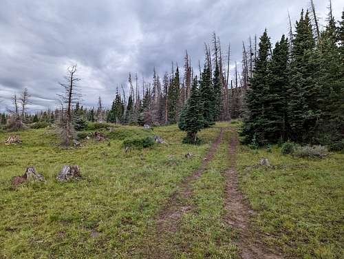 Old ranch track on the lower plateau
