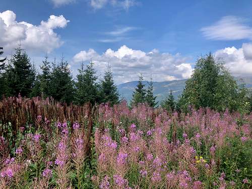 Rosebay willowherb is widespread in the Low Tatras