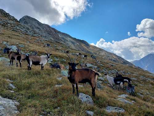 Jaufenspitz, grazing goats