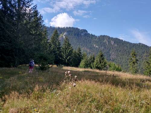 Carpathian meadow in September