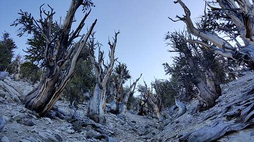 Ancient Bristlecone Pines, viewed from the Methuselah Trail