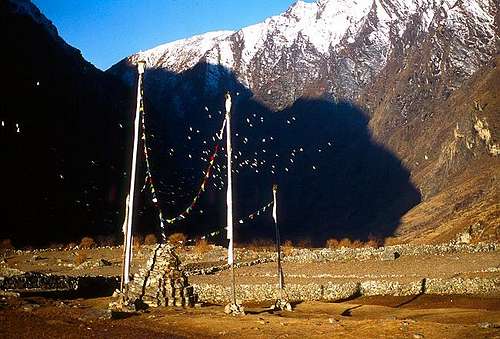 A flock of Himalayan Snow...