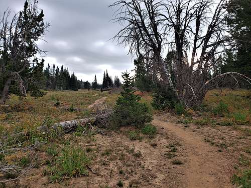 Ridgetop Trail