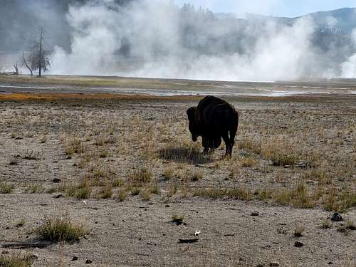 YellowstoneBuffalo3