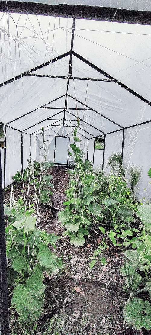 Veggies in Greenhouse
