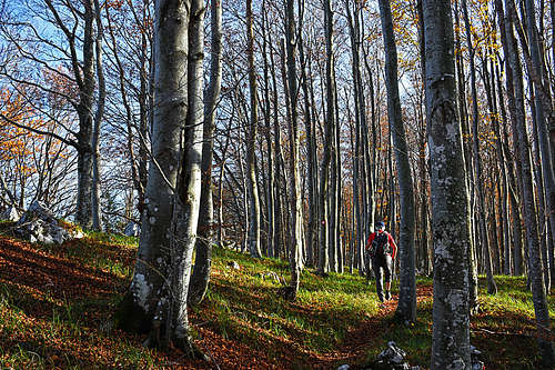 Beech forest on the NW ridge of Veliki Planik