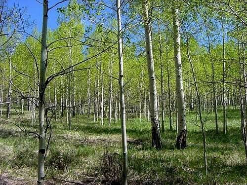 Young aspen forest south of...
