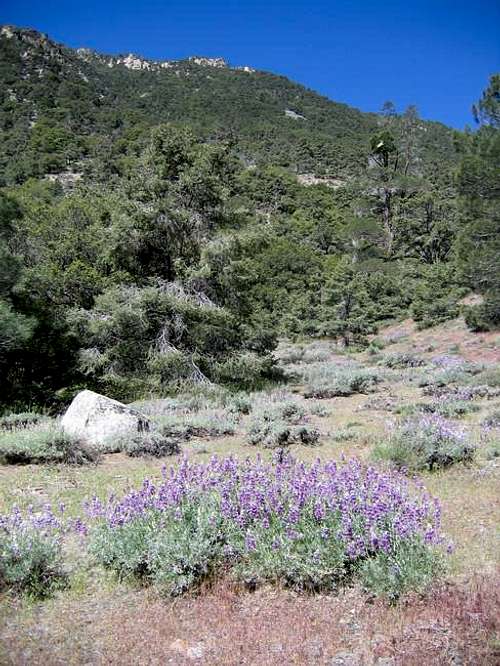 Lupine bushes along the trail...