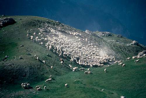 Col Garnier sheeps