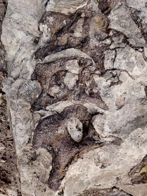 Diplodocus (dinosaur) Skeleton as seen along the Trail Through Time