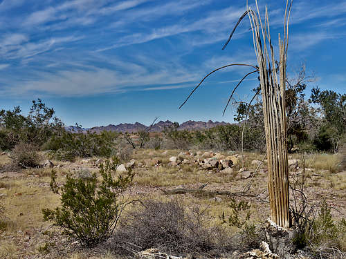 Hiking the desert floor, Dead Saguaro