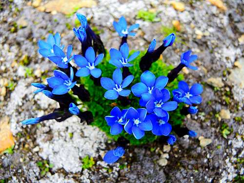Blooming of Gentiana Verna, Alta Luce (Monte Rosa group)