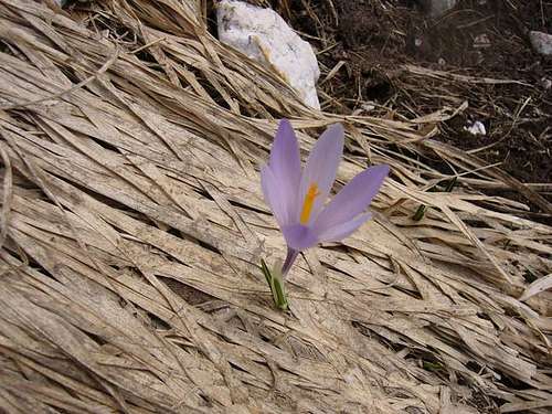 Crocus sativus: the flower of...