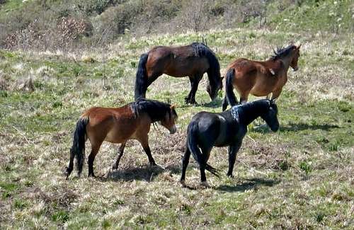 Horses in the meadows near the summit of Monte Croce dei Fo'