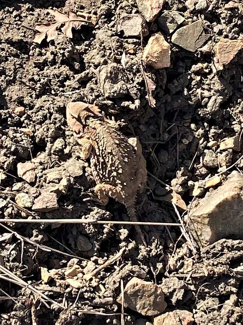 Horned Toad along the trail