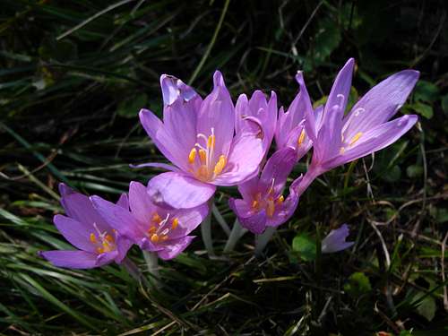 Colchicum autumnale or false saffron (poisonous), Moiazza