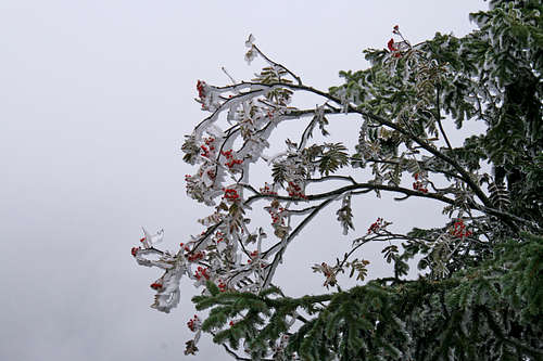 Frost blanketed bush