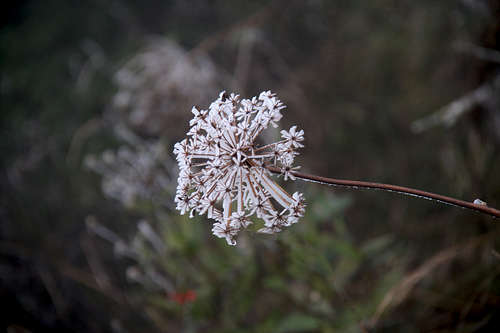 Ice flower