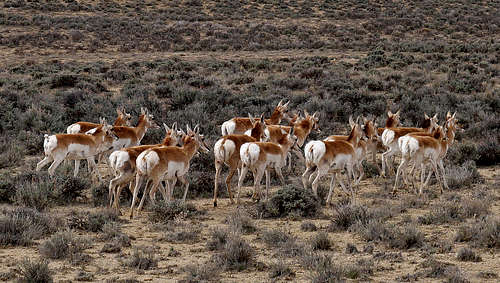 Pronghorn Antelope on the south slope of the Wind River Range, Wyoming