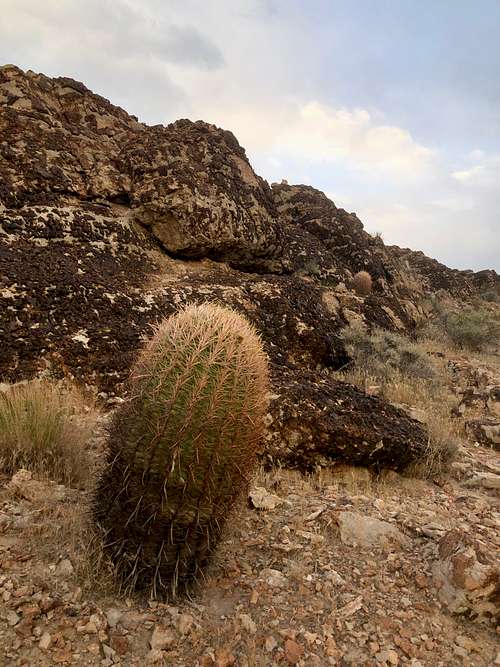 California barrel cactus