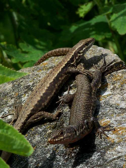 Common wall lizards