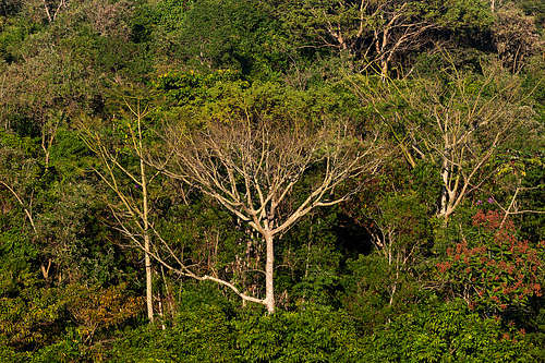 REGUA - reserva ecológica de Guapiaçu