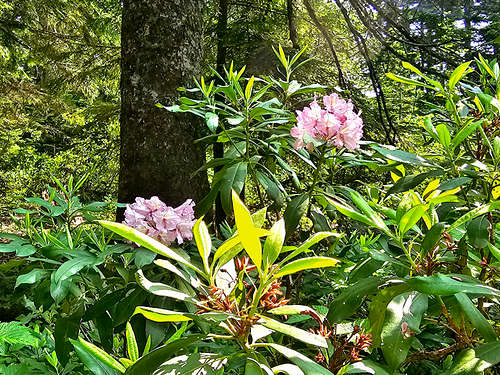 Near the summit of Larch Mountain