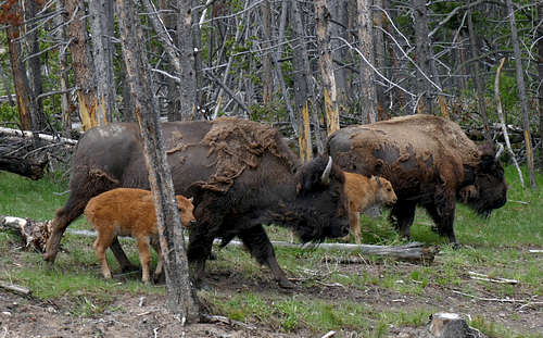 Bison with calves