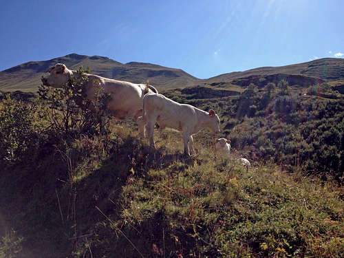 Cow and calves