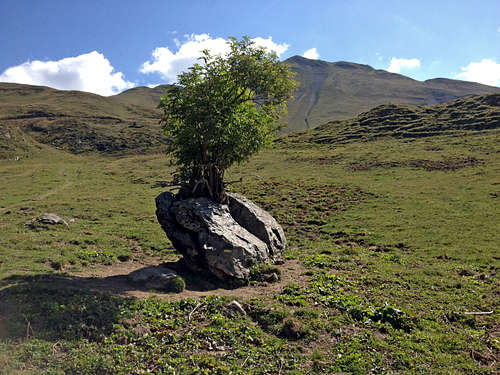 Natural planter ?