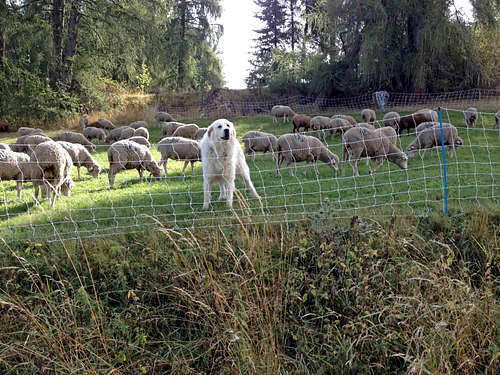 Sheeps and patou