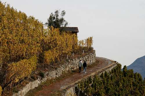 Vignes et guérite