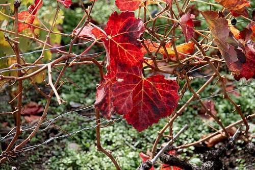 Vine leaves