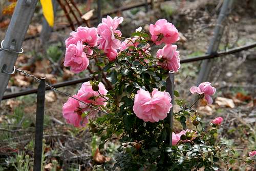 Roses de vignes